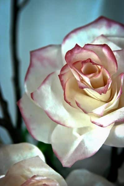 Estas flores de filtro de café são lindíssimas (Foto: fabartdiy.com)