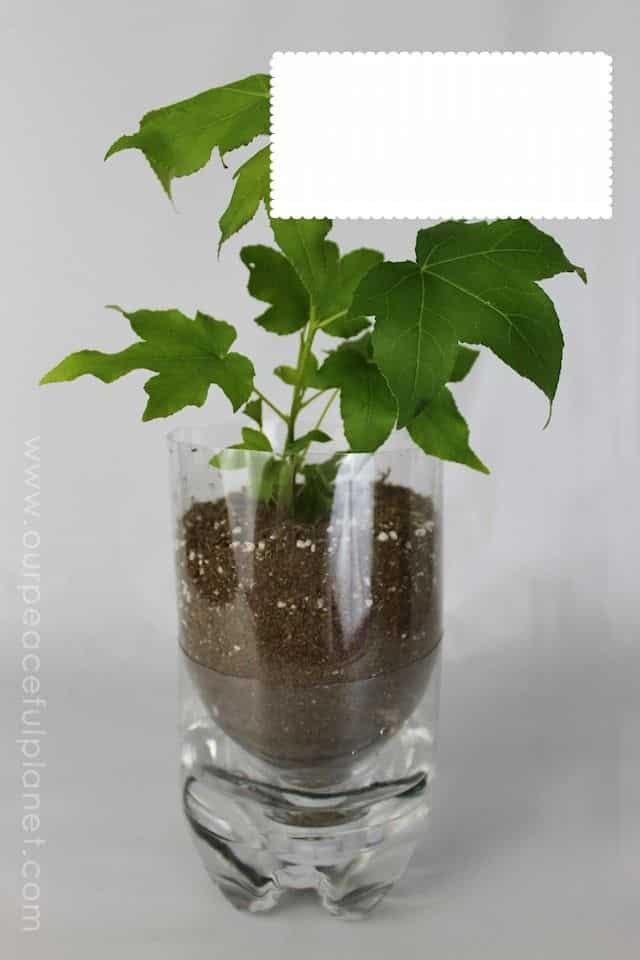 Passo a Passo de Vasos de Plantas com Garrafa Pet Passo a Passo de Vasos de Plantas com Garrafa Pet
