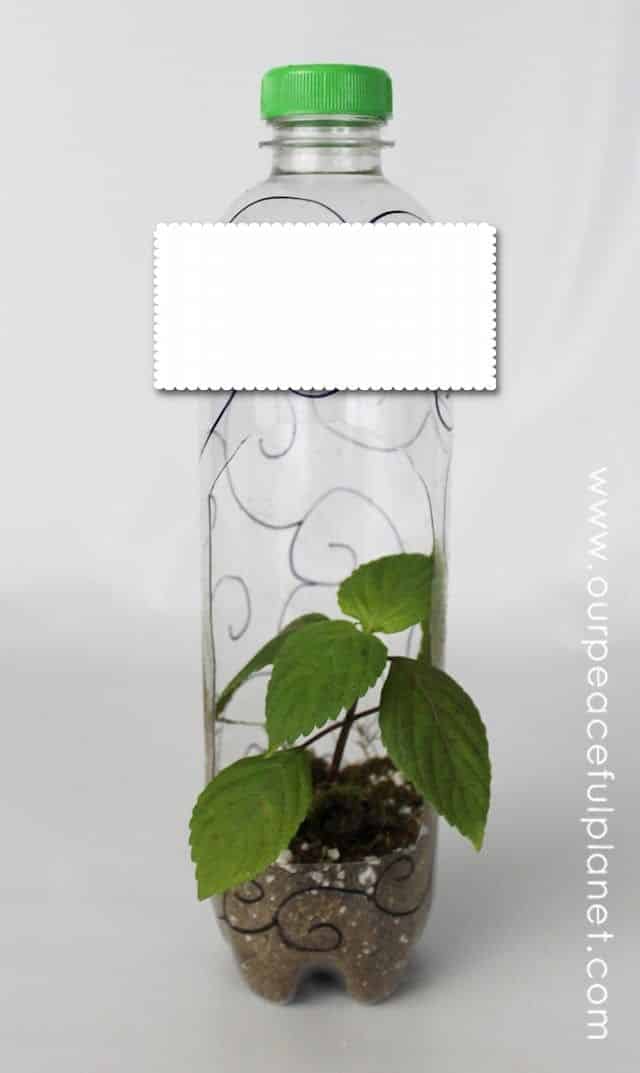 Passo a Passo de Vasos de Plantas com Garrafa Pet Passo a Passo de Vasos de Plantas com Garrafa Pet