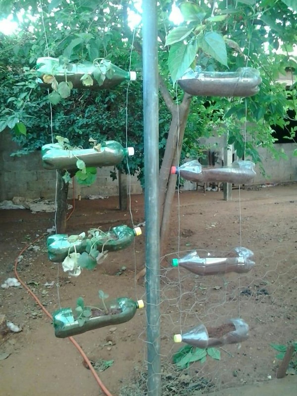 horta com garrafa pet e arame horta com garrafa pet e arame