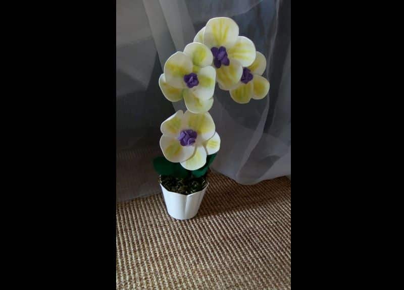 orquidea de eva orquidea de eva