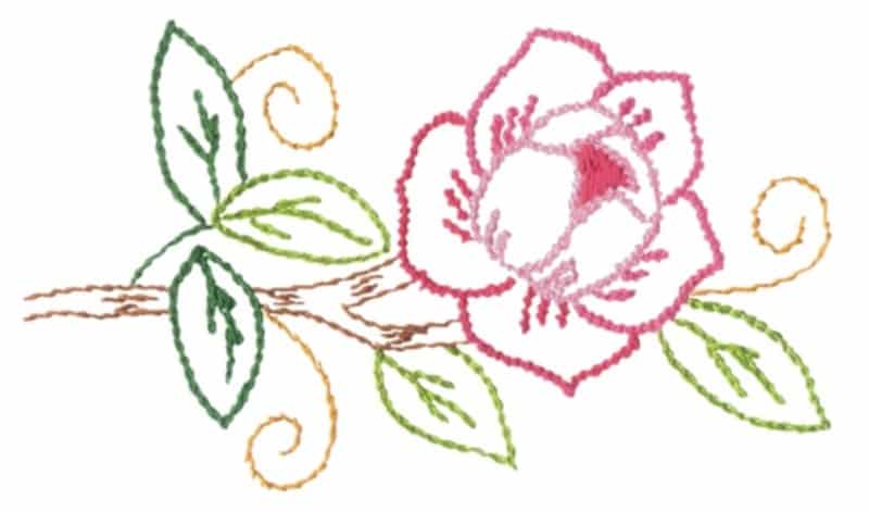 rosa rosa