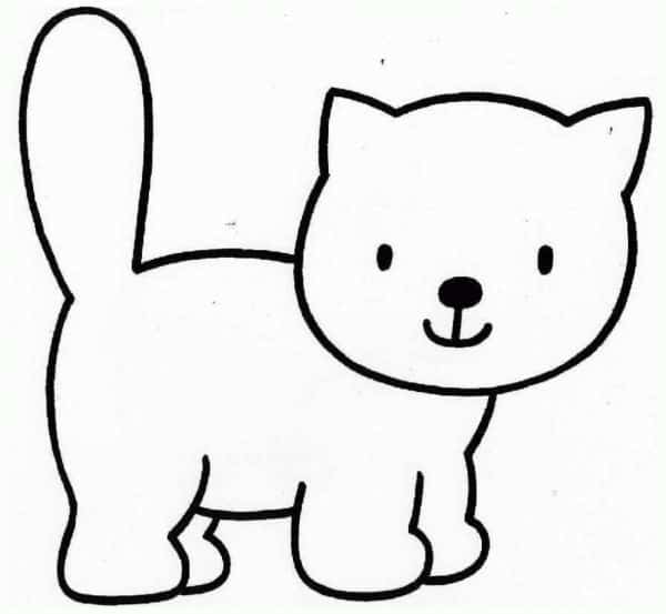 gato gato
