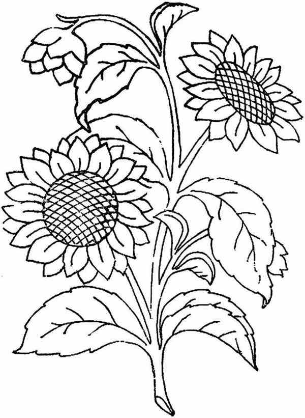 moldes de flores de tecido