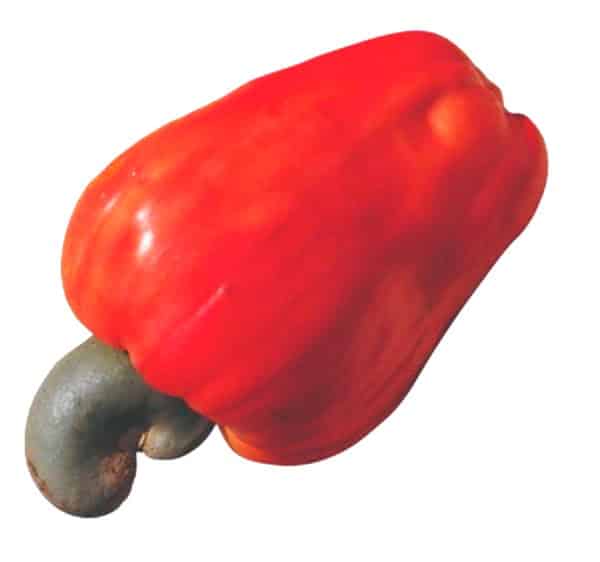 molde de frutas coloridas