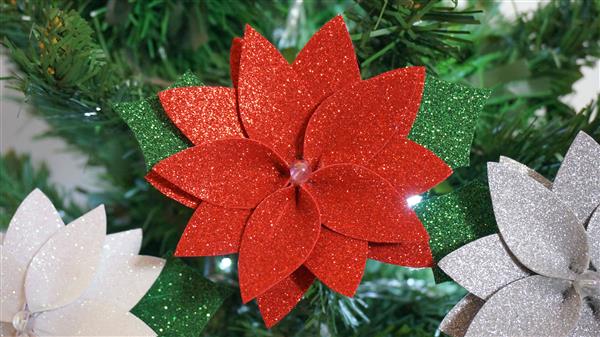 flor de natal de eva