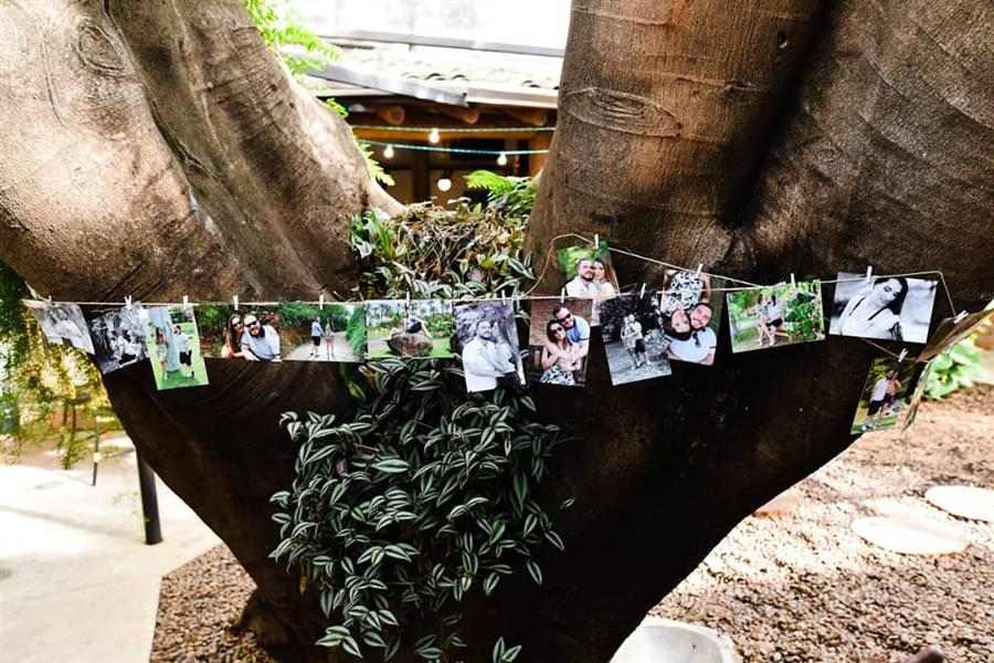 Varal de fotos na árvore