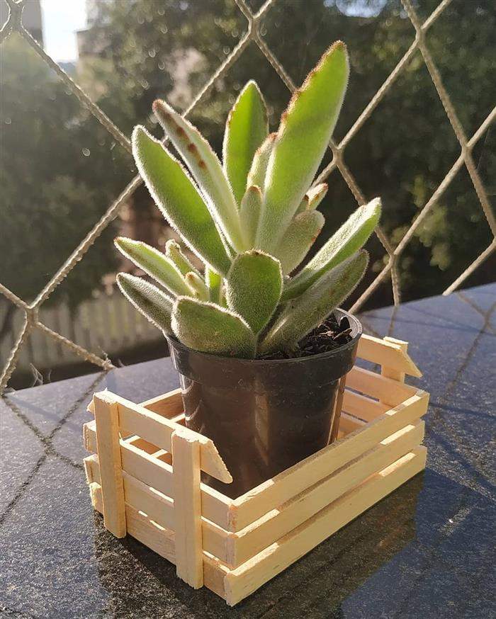 caixote de palito