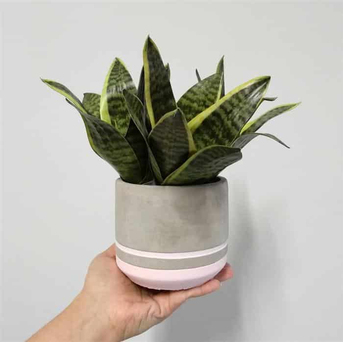 vaso para plantinhas pequenas