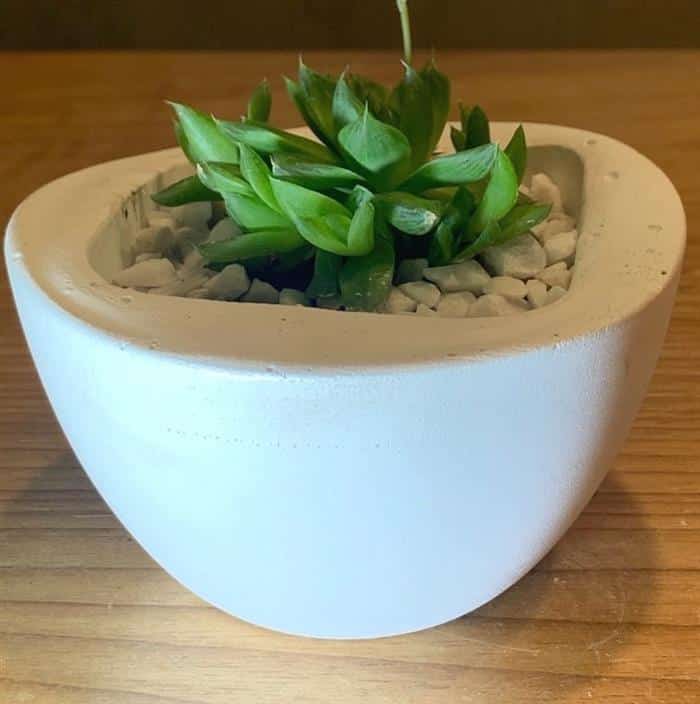 vaso pintado para suculentas
