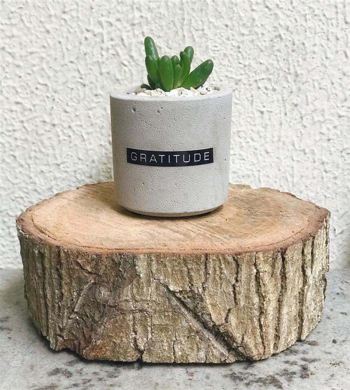 vasos de cimento suculentas